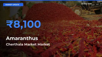 Market Watch: Cherthala Market Becomes Top Mandi for Amaranthus