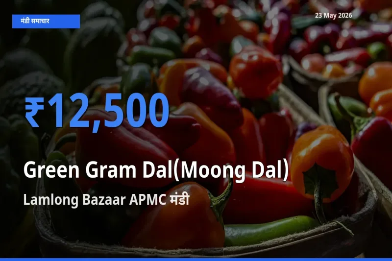 23 May अपडेट: मूंग दाल के सबसे ऊँचे दाम Lamlong Bazaar APMC मंडी में