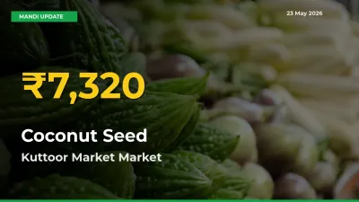Big Jump in Coconut Seed Prices! Kuttoor Market Records New Peak Today