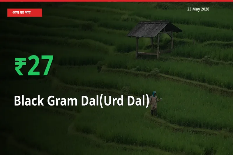 तेज़ तेजी! मंडी में उड़द दाल के दाम 26.54% चढ़े