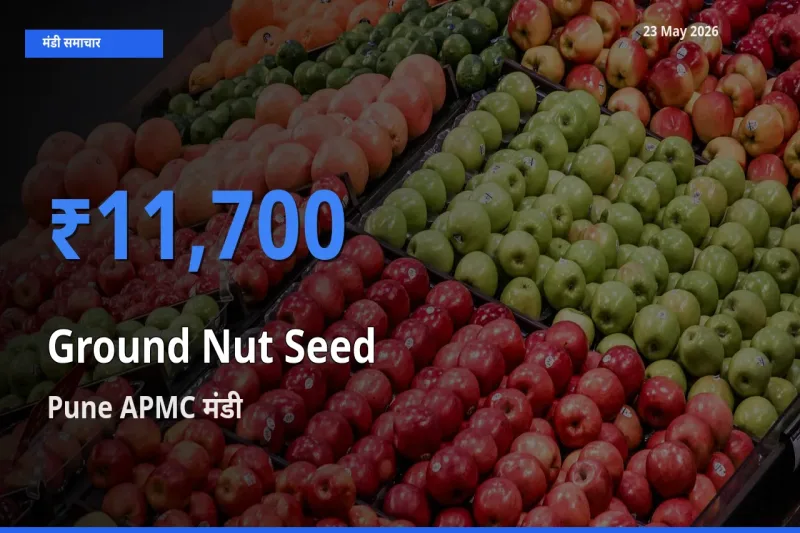 आज मूंगफली बीज के सबसे ऊँचे दाम ₹11,700 Pune APMC मंडी में
