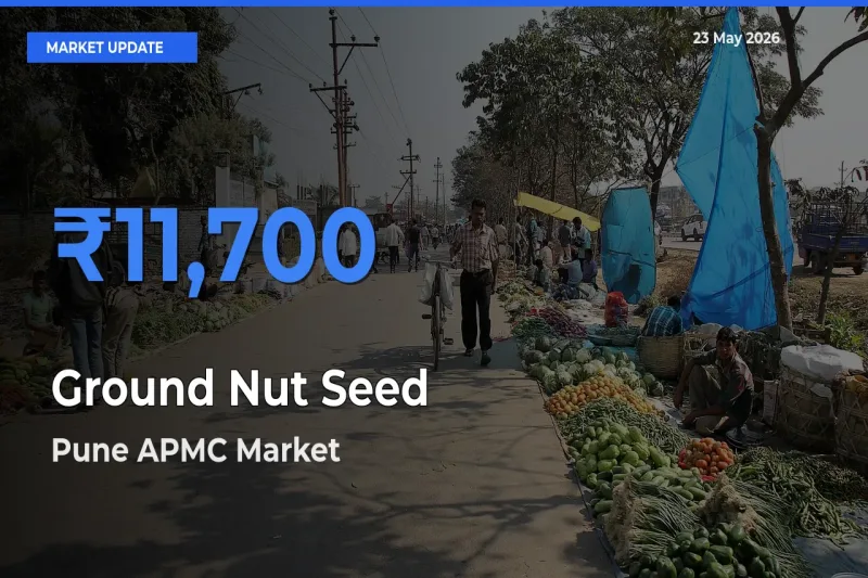 Market Watch: Pune APMC Becomes Top Mandi for Ground Nut Seed