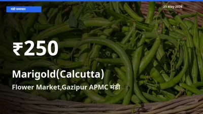 Flower Market,Gazipur APMC में गेंदा (कलकत्ता) के दाम 30 दिन के न्यूनतम स्तर पर, आज का मंडी भाव देखें