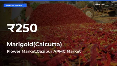 Big Drop! Marigold(Calcutta) Slides to 30-Day Low at Flower Market,Gazipur APMC