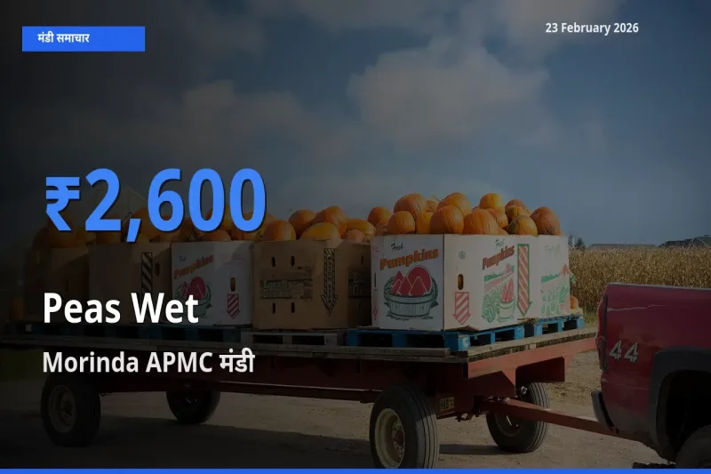 Morinda APMC मंडी में Peas Wet ₹2,600 पर पहुँचा – आज का सर्वोच्च भाव