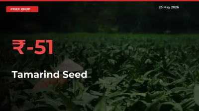 Tamarind Seed Falls 50.66% at Mandis