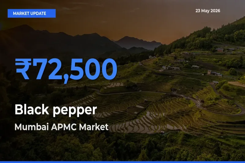 Mumbai APMC Leads as Top Mandi for Black pepper Prices