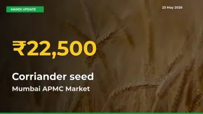 Corriander seed Prices Soar to Record High in Mumbai APMC – Farmers Alert Today
