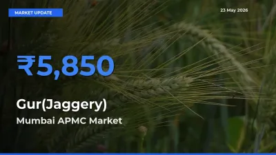 Top Performer! Mumbai APMC Offers Best Gur(Jaggery) Price Today