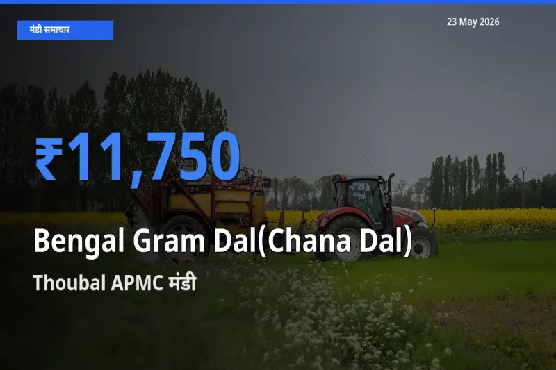 टॉप मंडी बना Thoubal APMC! चना दाल के सबसे ऊँचे दाम यहीं दर्ज