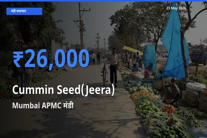 Mumbai APMC में जीरा का आज सबसे ऊँचा भाव