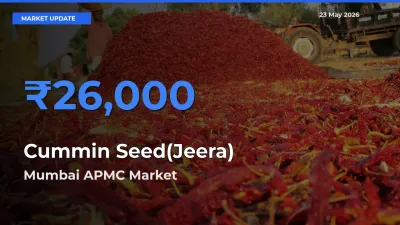 Market Watch: Mumbai APMC Becomes Top Mandi for Cummin Seed(Jeera)
