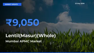 Top Performer! Mumbai APMC Offers Best Lentil(Masur)(Whole) Price Today