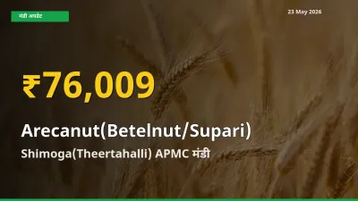 सुपारी के भावों में जबरदस्त उछाल, Shimoga(Theertahalli) APMC में नया उच्च स्तर