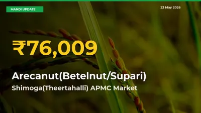 Arecanut(Betelnut/Supari) Mandi Rate Surges Today in Shimoga(Theertahalli) APMC – Highest Level in 30 Days