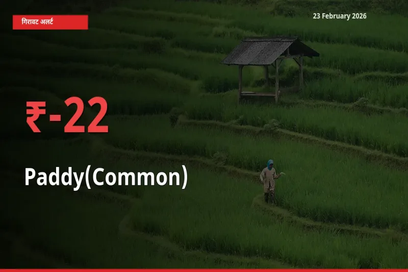 स्थानीय मंडी में Paddy(Common) के दाम अचानक 22.2% गिरे, किसानों की चिंता बढ़ी