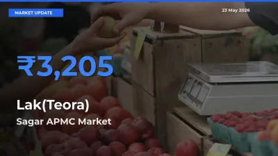 Sagar APMC Tops Lak(Teora) Rates – May 23 Market Update