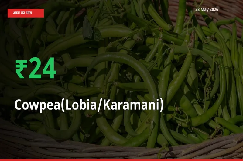 अचानक तेजी! मंडी में लोबिया (करमानी) के दाम 23.54% चढ़े