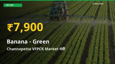 23 May अपडेट: Channapetta VFPCK Market में केला - हरा के दाम रिकॉर्ड स्तर पर