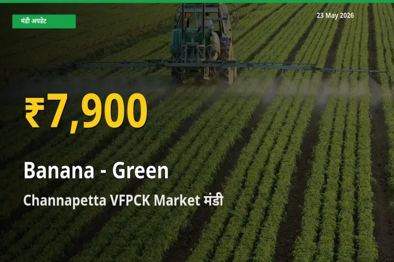 23 May अपडेट: Channapetta VFPCK Market में केला - हरा के दाम रिकॉर्ड स्तर पर