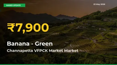 Banana - Green Price Hits New High in Channapetta VFPCK Market Today – Check Latest Mandi Rates