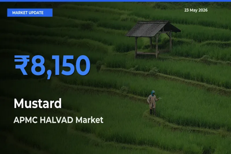 Top Performer! APMC HALVAD Offers Best Mustard Price Today
