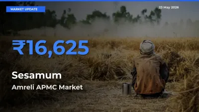 Amreli APMC Tops Sesamum Rates – May 23 Market Update