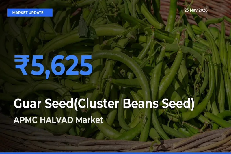 APMC HALVAD Emerges as Top Mandi for Guar Seed(Cluster Beans Seed) Prices Today
