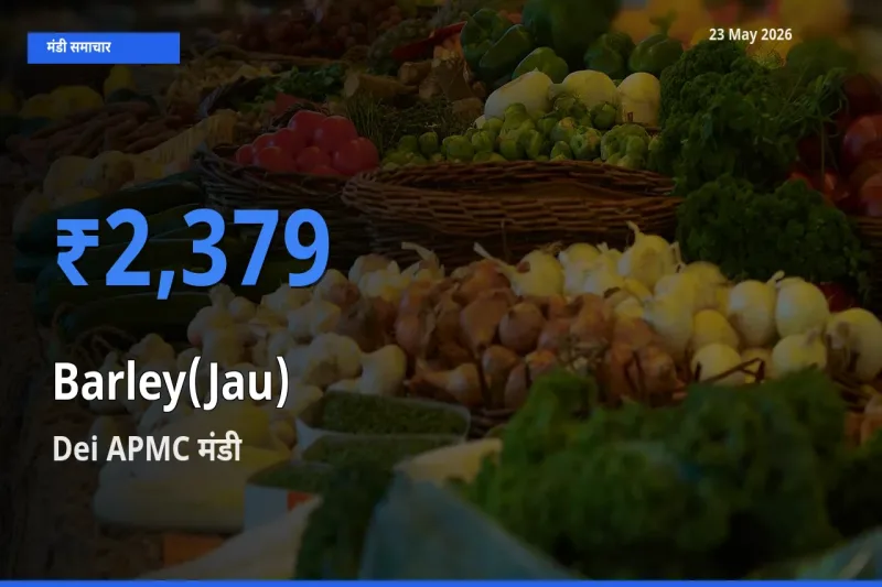 Dei APMC मंडी में जौ ₹2,379 पर पहुँचा – आज का सर्वोच्च भाव