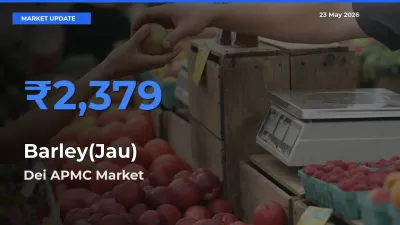 Dei APMC Leads as Top Mandi for Barley(Jau) Prices