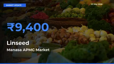 Farmers Prefer Manasa APMC as Linseed Hits Highest Rate