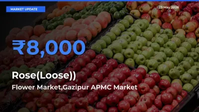 Market Watch: Flower Market,Gazipur APMC Becomes Top Mandi for Rose(Loose))