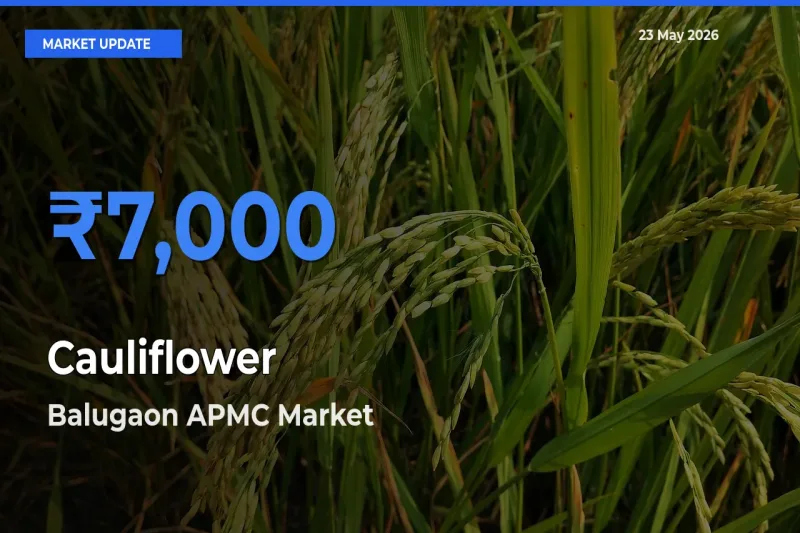 Market Watch: Balugaon APMC Becomes Top Mandi for Cauliflower