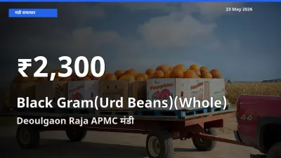 किसानों के लिए चिंता का विषय? साबुत उड़द के दाम Deoulgaon Raja APMC में 30 दिन के न्यूनतम स्तर पर