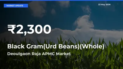 Black Gram(Urd Beans)(Whole) Prices Touch 30-Day Low in Deoulgaon Raja APMC – May 23 Update