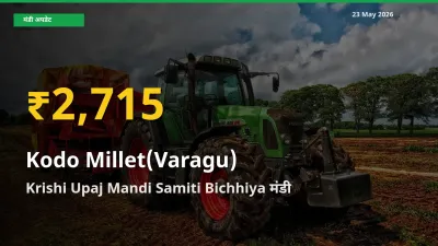 आज Krishi Upaj Mandi Samiti Bichhiya में कोदो बाजरा के दाम रिकॉर्ड स्तर पर, ताज़ा मंडी भाव जानें