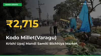 Why Kodo Millet(Varagu) Prices Are Climbing in Krishi Upaj Mandi Samiti Bichhiya – Today’s New High Explained
