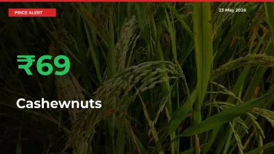 69.08% Spike in Cashewnuts Prices – Mandi Sees Sudden Rally