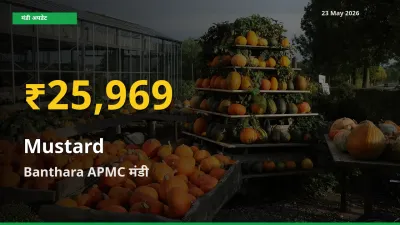 सरसों के दामों ने बनाया नया रिकॉर्ड, Banthara APMC में तेज़ी
