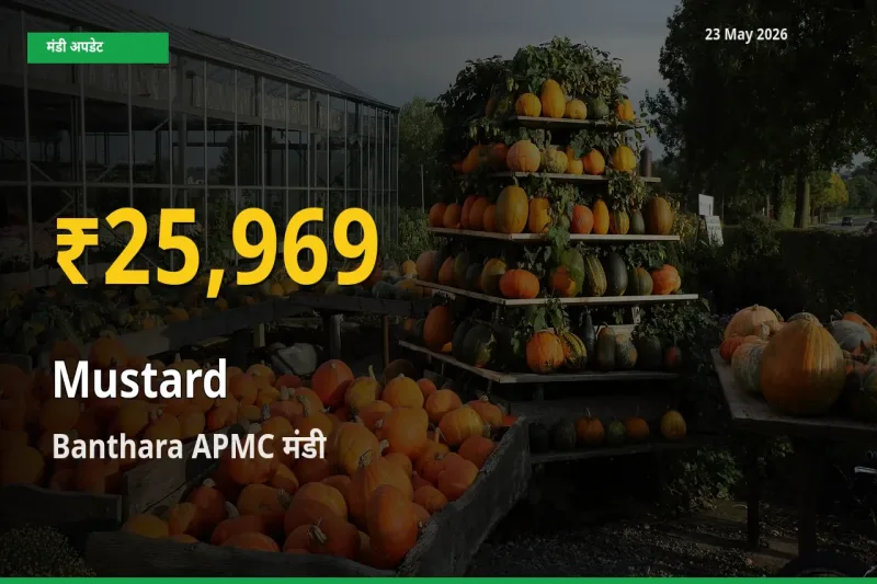 सरसों के दामों ने बनाया नया रिकॉर्ड, Banthara APMC में तेज़ी