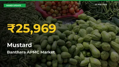 Fresh Record! Mustard Price Climbs to New High in Banthara APMC