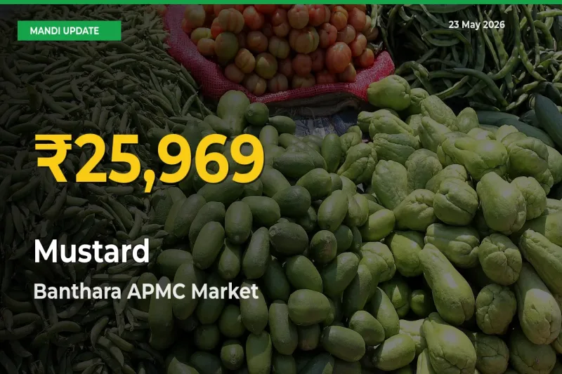Fresh Record! Mustard Price Climbs to New High in Banthara APMC