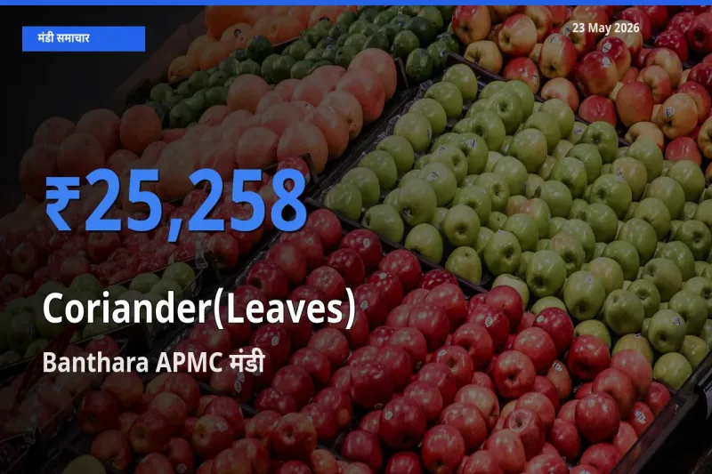 आज हरा धनिया के सबसे ज़्यादा दाम Banthara APMC मंडी में दर्ज