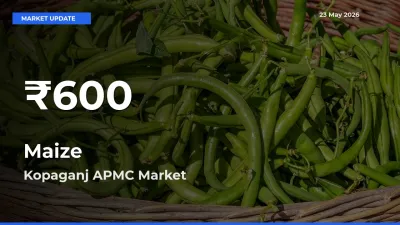 Farmers Concerned as Maize Hits 30-Day Low in Kopaganj APMC