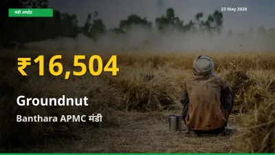 आज का मंडी भाव: Banthara APMC में मूंगफली सबसे ऊँचे स्तर पर