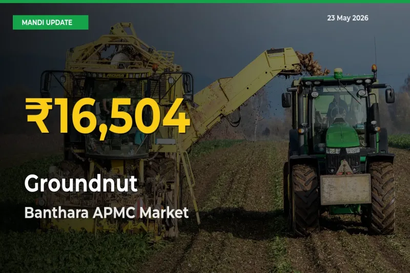Why Groundnut Prices Are Climbing in Banthara APMC – Today’s New High Explained