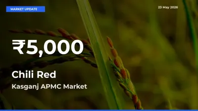 Chili Red Falls to ₹5,000 in Kasganj APMC – 30-Day Lowest Rate