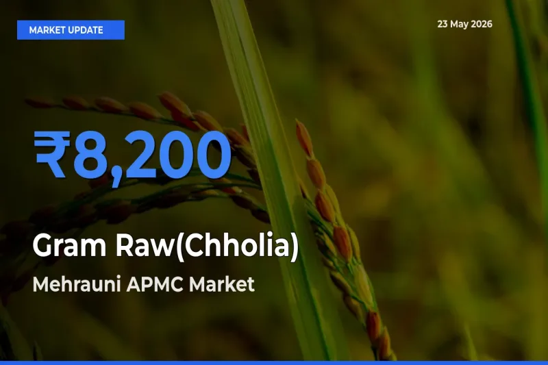 Market Watch: Mehrauni APMC Becomes Top Mandi for Gram Raw(Chholia)