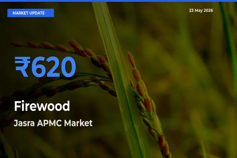 Firewood Mandi Rate Today: Jasra APMC Tops the List