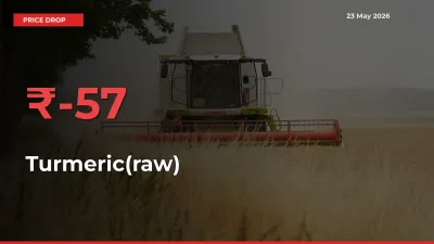 Farmers Alert as Turmeric(raw) Prices Slide 56.61% in Local Mandis